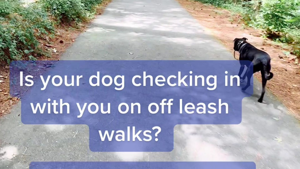 The Freedom of Off Leash